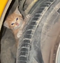 N2912073 Rescue stray cats in tires #rescue #cute #helpanimals #love #cat #ca