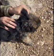 N3012001 Emergency Dog Rescue