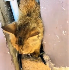 N3012002 spotted stray cat tucked in gap between two houses #poorcat