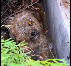 N3012003 Rescuing stray dog her little of puppies #puppies #straydogs