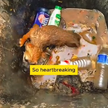 N3012004 tiny puppy abandoned in trash bin #dog #lovestory #rescueanimals