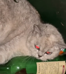 N3012005 Kitten found in trash #cat #lovestory #rescueanimals #loveanimals