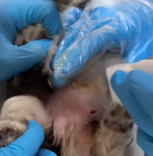 N0212016 Rescue dying puppy then #rescue #fyp #animals part2