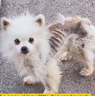 N3012006 poor dog #dog #lovestory #rescueanimals #straydog #rescuedog