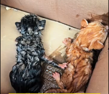 N3012007 Rescued two tiny kittens water ditch #poorcat #kittens #lovest