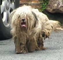 N3012008 He was lost, dirty alone until someone cared #dog #lovestory #res