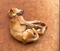 N3012010 Se acuerdan de ella sufría del dolor solo conocía el maltrato #ayu