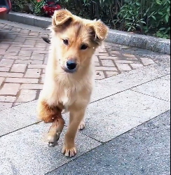 N3012011 stray dog leg was broken, dragging injured body help.