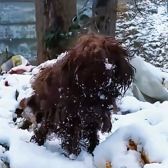 N3012012 tramp foraged in cold wind. Almost frozen all over. #straydog