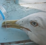 N0212015 couple rescues seagull gives it life… Watch until the…_part2