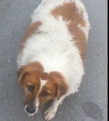 N3012013 is Cindy Crawford. She is street dog lives between