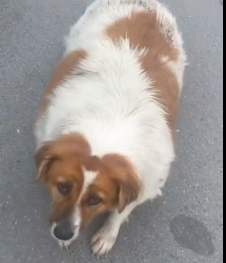 N3012013 is Cindy Crawford. She is street dog lives between