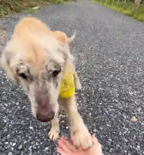 N3012014 Tina is Golden Retreiver who was chained up after having puppies. J…