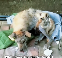 N3012015 In cold winter, mother dog skin disease gave birth on