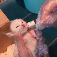 N3012016 Rescuing Stray Kitten #rescue #cute #helpanimals #rescueanimals #l…