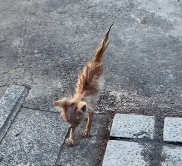 N3012017 The cat needs help #rescue #cute #helpanimals #love #cat #catsoftikto…