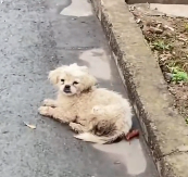 N3012019 Rescue dying stray dogs on roadside #rescue #cute #helpanim…