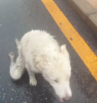 N3012020 Dragging a Broken Leg to Survive