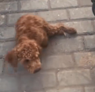 N3012022 Rescue stray dogs #rescue #cute #helpanimals #love #rescueanimals #t…