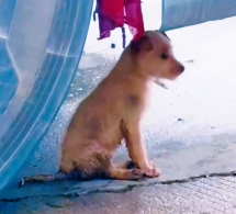 N3012023 discovered stray dog sheltering under truck #rescue #cute #he…