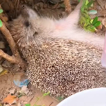N0212014 little hedgehog was stuck in fence,and rescued her, unexpectedl…_part2