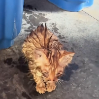 N3012024 Beside trash can, found tiny orange cat,all soaked through