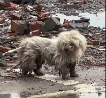 N3012026 No Warm Place to Sleep