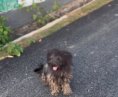 N3012027 She kept wagging her tail, longing small bit of warmth #rescu…