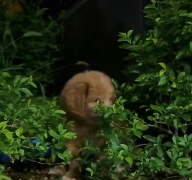 N3012028 Healing Power of Love stray #rescue #cute #helpanimals #r…