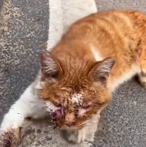 N3012029 Rescued Just in Time