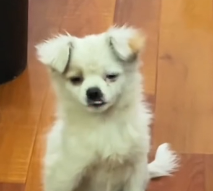 N3012030 In cold snow, his faint cries help reached me #rescue #cute…