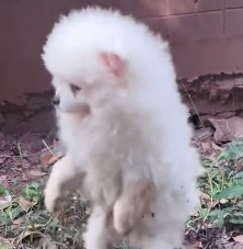 N3012031 Dragging a Broken Leg