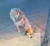 N3012032 Surviving Without Love