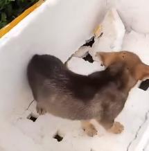 N3012033 While jogging exercise, accidentally discovered poor puppy…