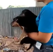 N3012035 While exercising, accidentally saw these two poor puppies wandering…