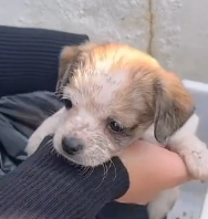 N3012036 While was throwing out trash, found poor puppy left in t…