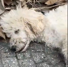 N3012037 While was exercising, found mother dog her puppies lying mo