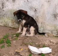N3012038 While was picking vegetables in backyard, heard strange noise…