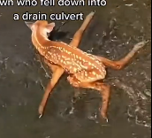 N3012039 rescue the deer#deer #babydeer #deertiktok #animal #animalsoftiktok