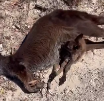 N3012040 Rescue baby kangaroo #kangaroo #babykangaroo #animal #animalsoftiktok