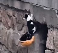 N3012041 The cat is trying to cling on#rescue #cat #rescuecat #poorcat #fyp