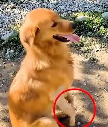 N3012042 Rescuing a dog with two broken legs