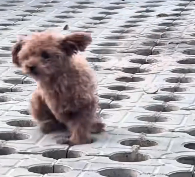 N3012043 The dog has an injured leg.#dog #dogsoftiktok #rescuedog