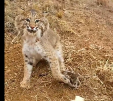 N3012044 Woman rescues trapped boncat then