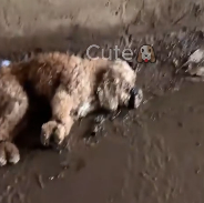 N3012046 What hell is disabled dog had some kind of problem wit…