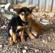 N3012047 Two poor puppies, don know what mistake they made, were left by t…