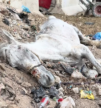 N3012048 The severely injured horse could not stand up.