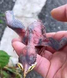 N3012049 Poor baby bird #crow #bird #babybird #birdsoftiktok #animals