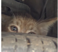 N0112037 Kitten goes terrifying ride inside of an engine part2
