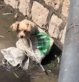 N3012060 Lost, Dirty, and Forgotten#dog #dogsoftiktok #rescuedog